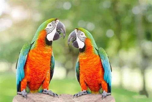 鹦鹉可以吃蜜瓜不,美味与营养的双重享受