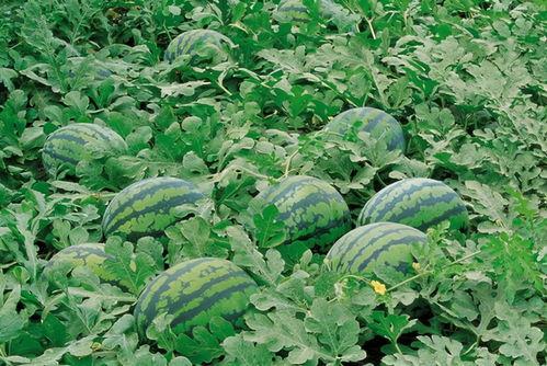 平乡e300吃瓜,吃瓜群众的智慧出行新选择