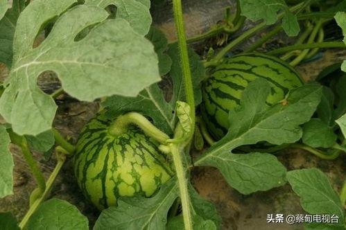 余墨吃瓜,揭秘娱乐圈背后的那些事儿