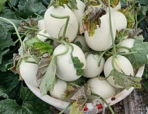 孕妇吃玉姑瓜,玉姑瓜的营养与食用指南