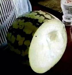 吃瓜变心,一场观战盛宴背后的情感变迁