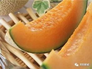 哈密瓜幼瓜怎么吃,哈密瓜幼瓜的多彩食法探索