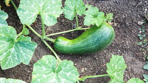 瓠瓜怎么储存冬天吃