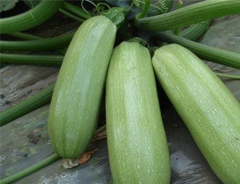 吃白杨瓜有什么好处