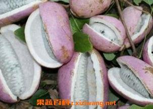 湖北恩施吃瓜,探寻湖北恩施的瓜果盛宴