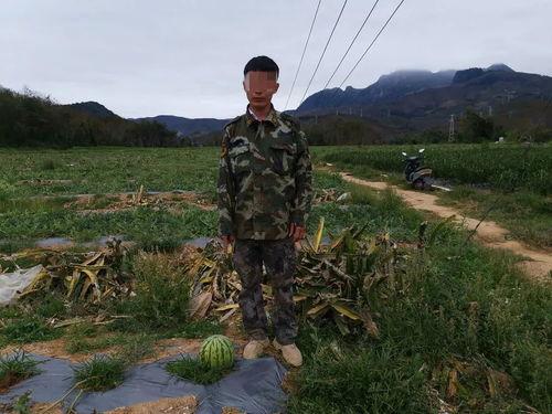 偷西瓜拘留吃瓜,吃瓜群众围观法律边界