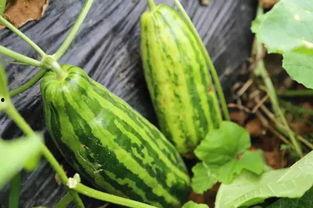 知意吃瓜,揭秘娱乐圈背后的那些事儿