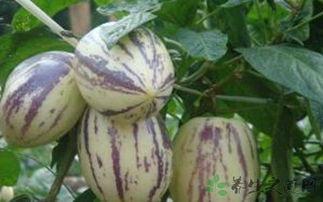 主播吃茄瓜,趣味横生引网友热议