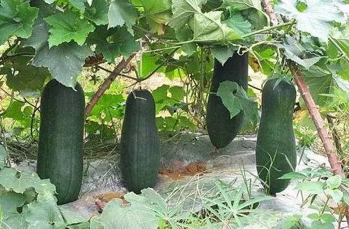 烟台的吃瓜,品味海滨城市的清凉美味