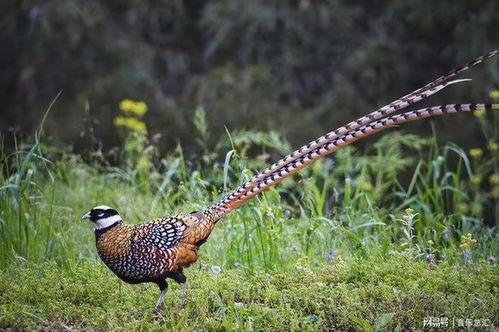 野鸡吃瓜叶吗,揭秘它们是否吃瓜叶
