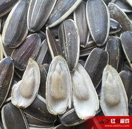 吃生瓜仔好吗,健康与风险并存