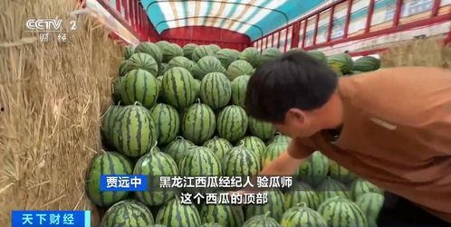 怎么查询吃瓜,轻松查询，畅享娱乐资讯