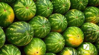 合成瓜可以吃吗,揭秘其安全性及食用可能性