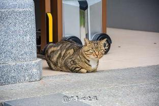 猫看打架吃瓜,围观打架，乐在其中