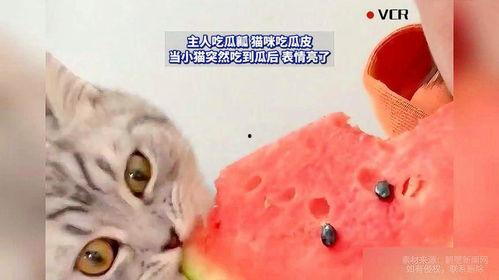 什么瓜猫可以吃,哪些瓜果猫可以放心享用
