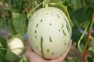 怀孕可以吃流星瓜,流星瓜助力母婴健康