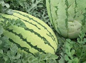 西域寿瓜怎么吃,解锁健康美味新体验