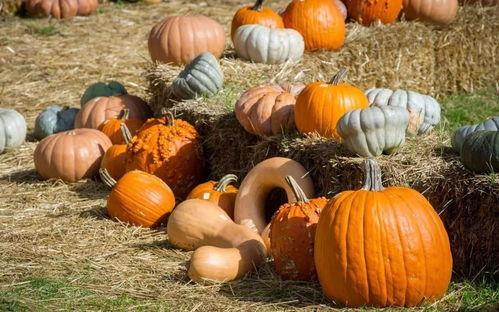 稷山豪门夜宴吃瓜,一场吃瓜盛宴背后的权谋风云