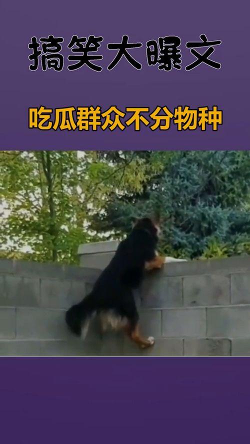 吃瓜群众不分国界吗,跨越国界的趣味观察