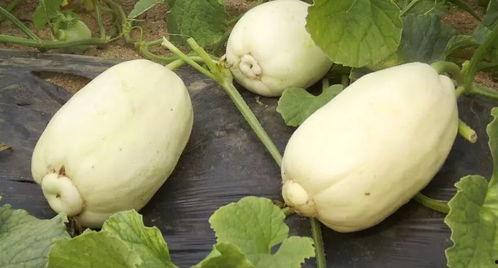 青州大瓜吃瓜,揭秘背后惊人真相，吃瓜群众热议不断