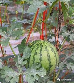 吃瓜群众的标签