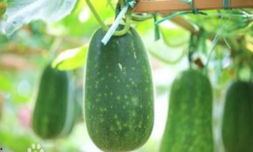 阳春潭水吃瓜,夏日吃瓜时光