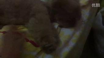 小怪兽姐姐吃瓜视频,揭秘娱乐圈幕后故事