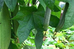 水瓜可以吃吗,美味可口的健康食材，你了解多少？