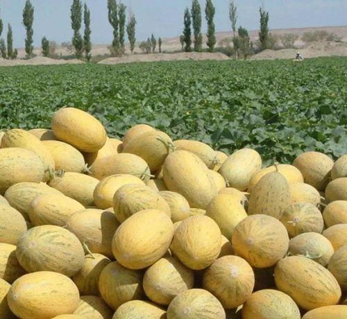 吃货阿拉蕾哈密瓜蛋糕,甜蜜诱惑，尽享美味时光