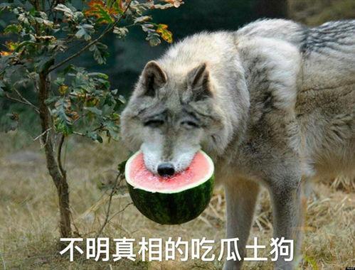 吃瓜狼小卡,揭秘网络红人的瓜田奇遇