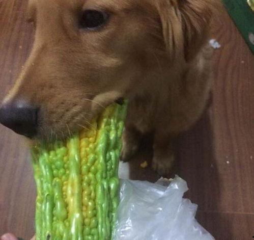 金毛吃凉瓜,凉瓜美食之旅