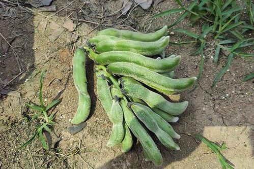 南陌吃瓜,揭秘娱乐圈背后的那些事儿