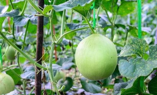 吃瓜嗓子干燥疼痛,嗓子干燥疼痛怎么办？