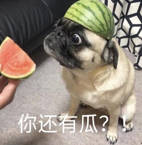 吃瓜痛苦表情包,揭秘吃瓜群众的酸甜苦辣