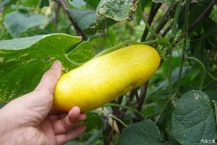 吃瓜不忘种瓜了,揭秘娱乐圈的幕后故事