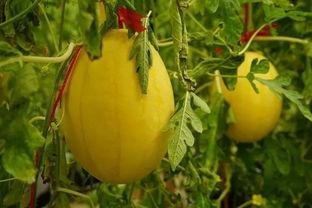 深圳最新吃瓜群,揭秘城市生活百态，笑谈人间烟火气