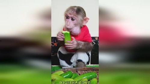 猴哥解说吃瓜视频,猴哥带你领略吃瓜视频的趣味世界