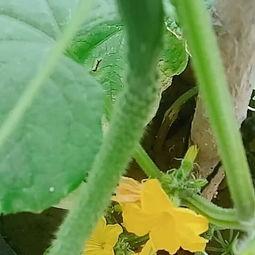 浆果er吃瓜,揭秘网络热议背后的真相与趣味