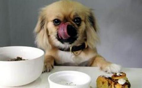 狗狗只吃瓜不吃饭,狗狗偏爱瓜果，对主食却无感