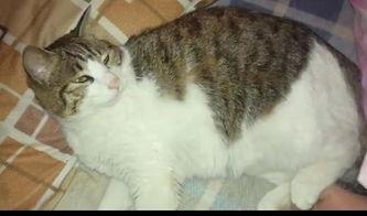 吃瓜猫后续,揭秘娱乐圈背后的秘密与真相