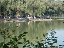 未名湖畔吃瓜,揭秘校园里的那些事儿