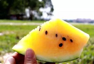 沙瓜吃游戏,探索无尽沙漠的冒险之旅