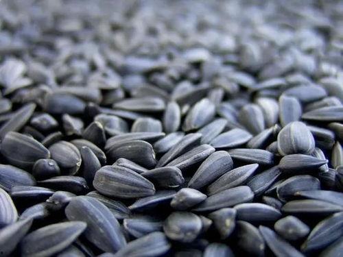 专吃瓜子的瓜,揭秘专吃瓜子的瓜界传奇