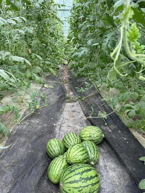 武汉花果园吃瓜