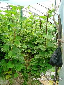 吃白蒲瓜,一场味蕾的盛宴