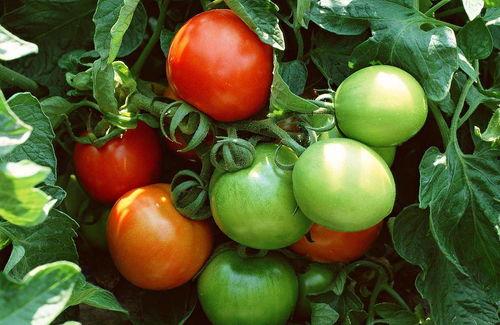 番茄畅听热情吃瓜,解锁夏日休闲新姿势