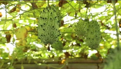 黄岩之星吃瓜视频,揭秘娱乐圈幕后真相