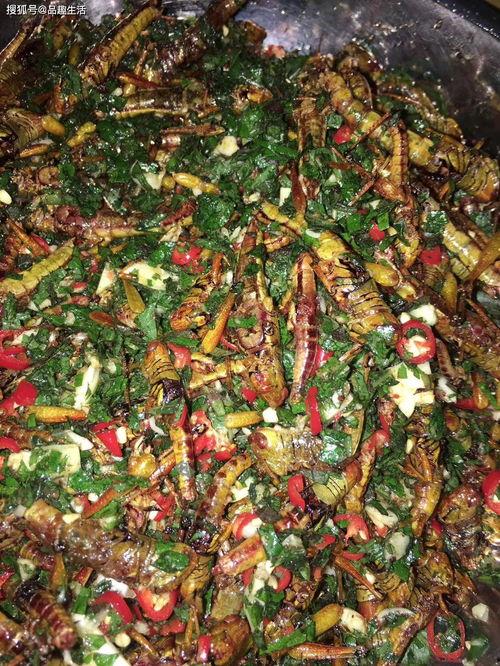 蚂蚱吃瓜,一场生态界的和谐共生