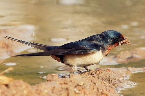 燕子归时吃瓜,一场别开生面的夏日盛宴