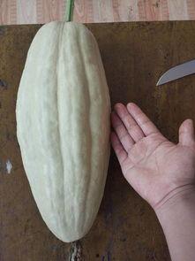 云瓜的叶子可以吃,大自然的绿色馈赠，美味与营养并存